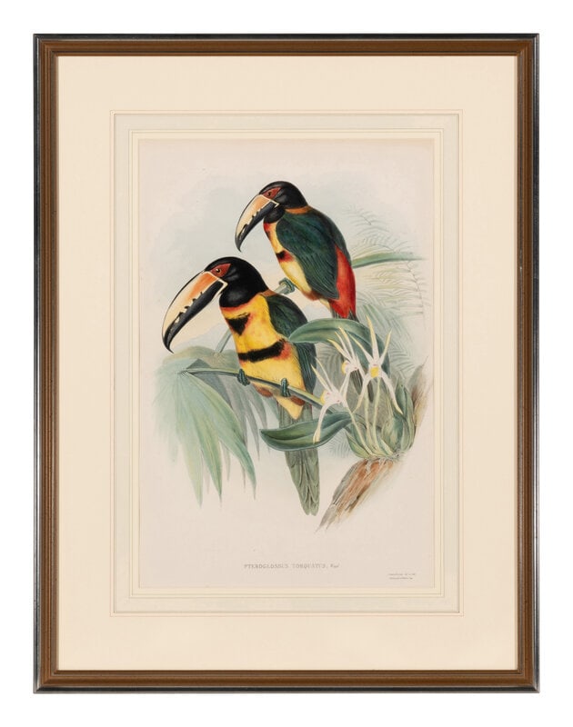 GOULD, John (1804-1881). Pteroglossus torquatus. London, 1833-34.  (1 of 3)