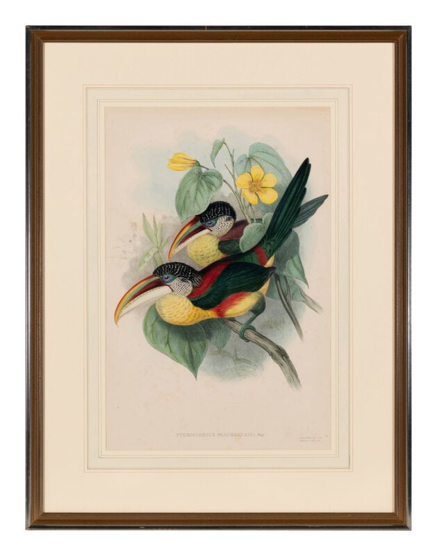 GOULD, John (1804-1881). Pteroglossus beauharnaesii. London, 1833-34.  (1 of 3)