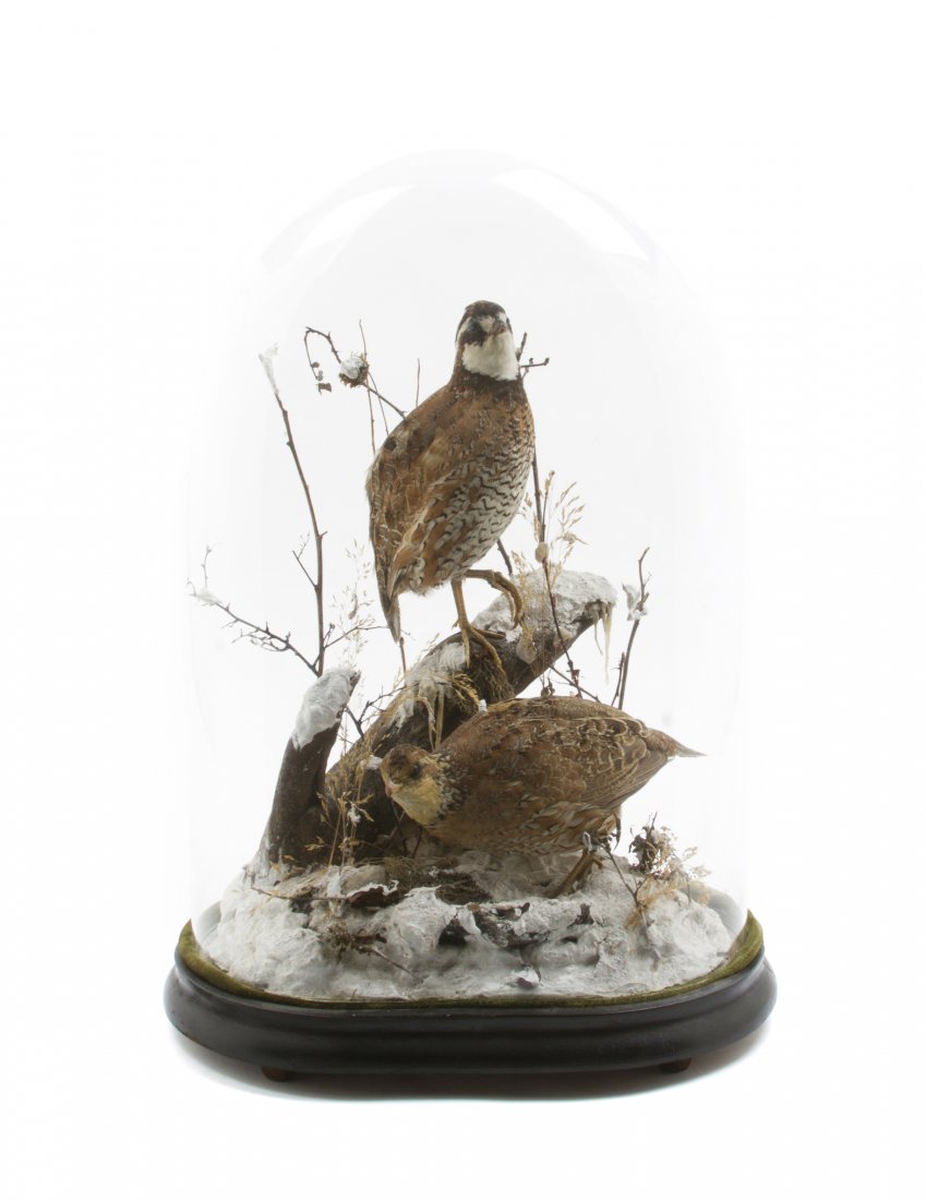 A Quail Taxidermy Diorama, Height overall 18 inch: A Quail Taxidermy Diorama, depicting two quail in a naturalistic setting, set in a domed case. Height overall 18 inches. Property from the Estate of Mr. Edward Molda, Hinsdale, Illinois