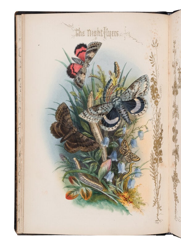 [NATURAL HISTORY]. JERRARD, Paul. The Night Flyers. A Series of Moth-Pictures. London: Paul Jerrard  (1 of 1)