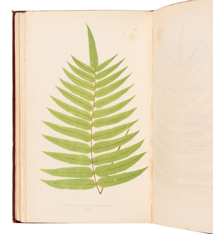 [NATURAL HISTORY]. LOWE, Edward Joseph (1825-1900). Ferns: British and Exotic. London: Groombridge a (1 of 1)