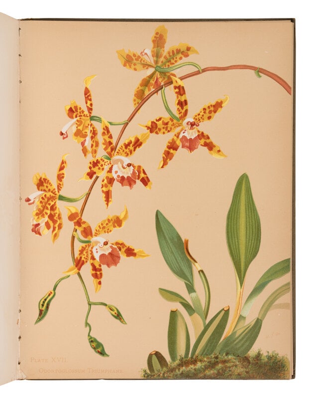 [NATURAL HISTORY]. MINER, Harriet Stewart (1840-1895). Orchids: the Royal Family of Plants. Boston:  (1 of 2)