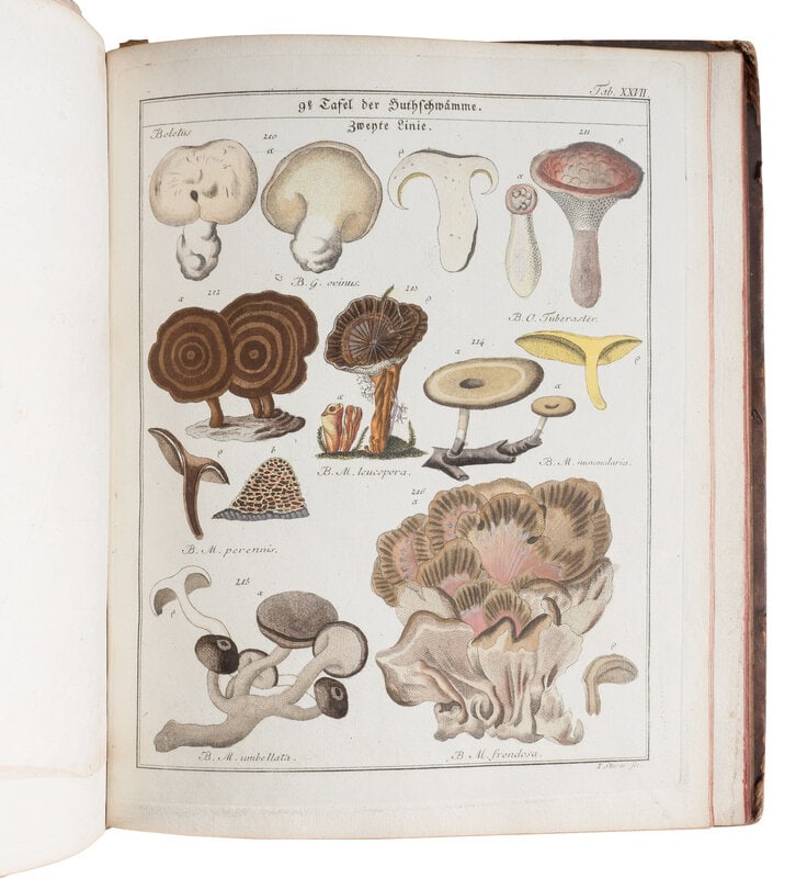 [NATURAL HISTORY]. NEES VON ESENBECK, Christian Gottfried Daniel (1776-1858). Das System der Pilze u (1 of 1)