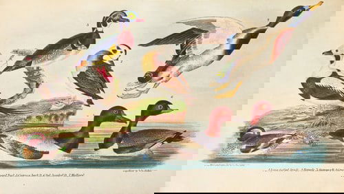 [Natural History] Wilson, Alexander, and Charles Lucian Bonaparte. American Ornithology...