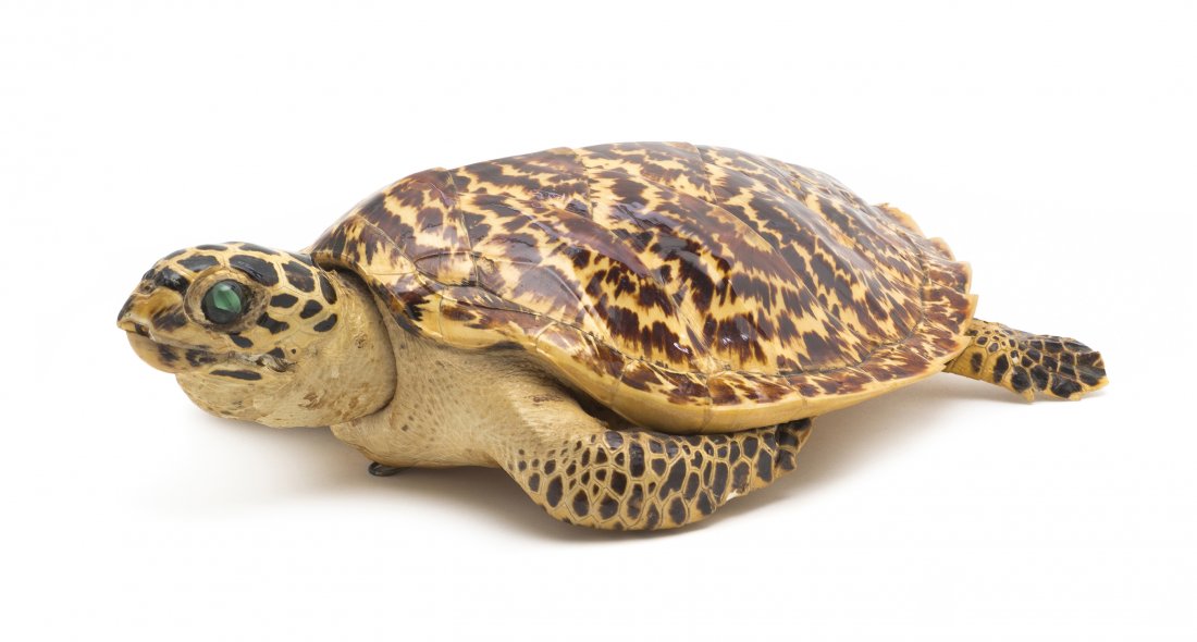 A Taxidermy Turtle Mount, Length 17 1/2 inches.: A Taxidermy Turtle Mount, having an exposed head and legs. Length 17 1/2 inches. Property from the Estate of Mr. Mark Fritz, West Bloomfield, Michigan