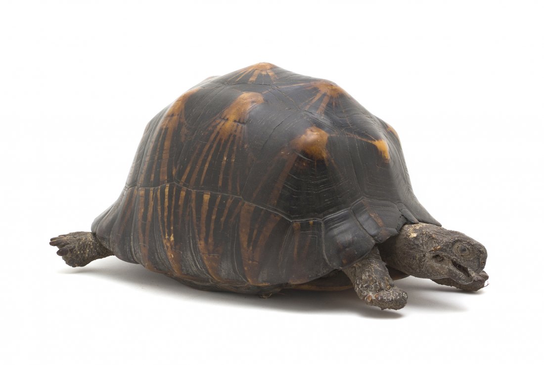 A Taxidermy Turtle Mount, Length 14 inches.: A Taxidermy Turtle Mount, having an exposed head and legs. Length 14 inches. Property from the Estate of Mr. Mark Fritz, West Bloomfield, Michigan