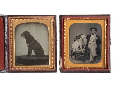 [EARLY PHOTOGRAPHY]. Pair of ambrotypes of dogs, incl. portrait of a young man posed with his arm