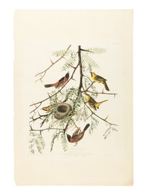 [AMERICANA]. AUDUBON, John James (1785-1851). Orchard Oriole (Plate XLII) Icterus Spurius