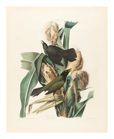 [AMERICANA]. AUDUBON, John James (1785-1851). Purple Grackle (Plate VII) Quiscalus Versicolor
