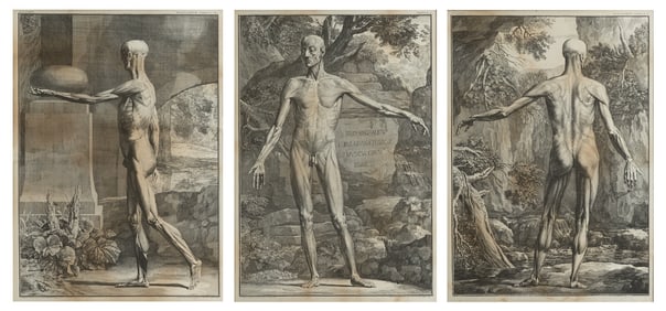 After Bernard Siegfried Albinus (German, 1697–1770) Tabulae sceleti et musculorum corporis