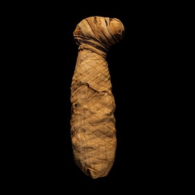 An Egyptian Mummified Jackal