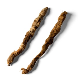 A Pair of Mummified Young Crocodiles