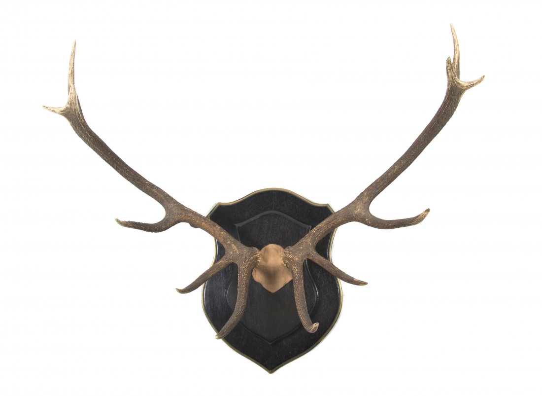 A Pair of Mounted Elk Antlers, Width at widest 44 inche: A Pair of Mounted Elk Antlers, set on a shield form backplate. Width at widest 44 inches.