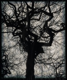 Doug and Mike Starn (American, b. 1961) Structure of Thought 6, 2001-2008