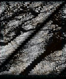Doug and Mike Starn (American, b. 1961) Structure of Thought 6, 2001-2008: Doug and Mike Starn (American, b. 1961) Structure of Thought 6, 2001-2008 archival digital print with vellum overlay signed in ink and numbered pp 2 on included labels 28 1/4 x 23 1/4 inches. This