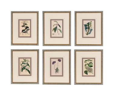 A Set of Six Hand-Colored Botanical Lithographs from L'illustration Horticole: Journal Special Des S: A Set of Six Hand-Colored Botanical Lithographs from L'illustration Horticole: Journal Special Des Serres Et Des Jardins  19th Century each 10 1/8 x 6 3/4 inches (sight).
