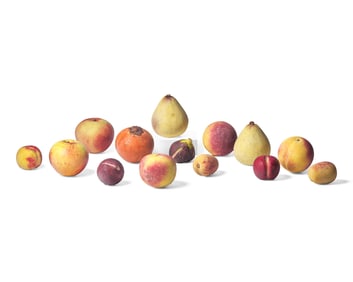 A Collection of Fourteen Carved and Painted Stone fruit