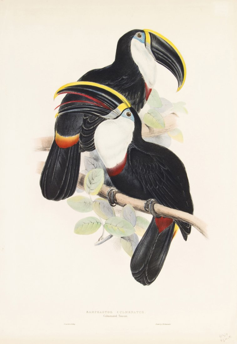 (ORNITHOLOGY) GOULD, JOHN, after. Ramphastos Culmenatus: (ORNITHOLOGY) GOULD, JOHN, after Ramphastos Culmenatus. Culmenated Toucan. Modern reproduction from A Monograph of the Ramphastidae, or Family of Toucans. London, 1833. 23 x 16 inches. Propert