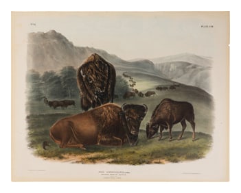 [Natural History] Audubon, John James. American Bison or Buffalo. Female, Young and Male...