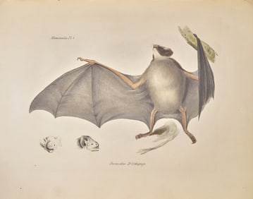 [Natural History] Darwin, Charles, and Richard Owen, and George R. Waterhouse. The Zoology of the