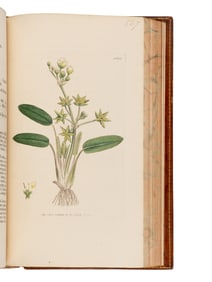 [Natural History] Sowerby, James. English Botany; or, Coloured Figures of British Plants...