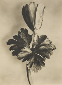 Karl Blossfeldt German, 1865-1932) A Set of 8 Botanical Prints