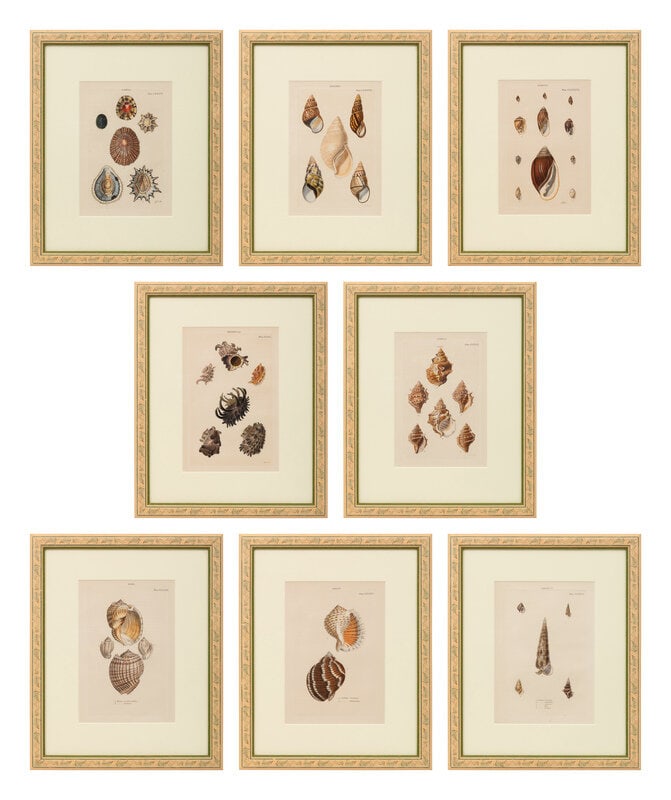 Lovell Augustus Reeve (British, 1814-1865)
Conchologica Systematica: Eight Plates, 1841 (1 of 9)