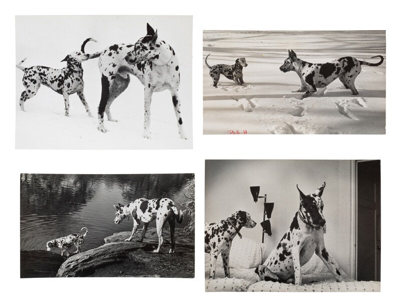 Esther Bubley (American, 1921–1998) A Group of Four Works depicting dogs, 1958-65; printed ca.: Esther Bubley (American, 1921–1998) A Group of Four Works depicting dogs, 1958-65; printed ca. 1958-65 gelatin silver prints two bearing artist's stamp, verso Largest: 10 x 13 3/8 inches. Proper