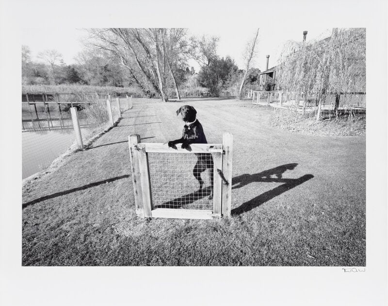 Ted Orland
(American, b. 1941)
Gate and Guard Dog (from Scenes of Wonder & Curiosity), 1975 (1 of 2)