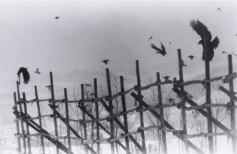 Masahisa Fukase (Japanese, 1934–2012) Nayoro, 1977 (from Modern Masters of Photography: Japan): Masahisa Fukase (Japanese, 1934–2012) Nayoro, 1977 (from Modern Masters of Photography: Japan); printed 2005 digital pigment print on photo rag paper signed in pencil, verso 10