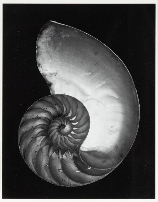 Edward Weston
(American, 1886-1958)
Shell, 1927; printed later by Cole Weston (1 of 3)