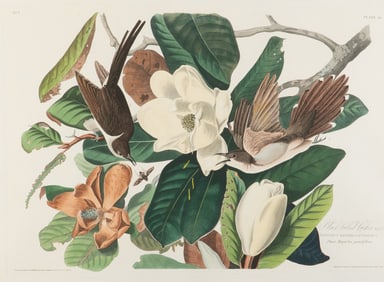 AUDUBON, John James (1785-1851) Black-billed Cuckoo (Plate XXXII) Coccyzus Erythrophthalmus