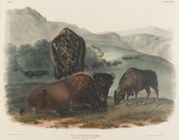AUDUBON, John James (1785-1851) American Bison or Buffalo (Plate LVII) Bos Americanus
