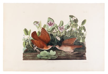 AUDUBON, John James (1785-1851) Key-west Dove (Plate CLXVII) Columba montana