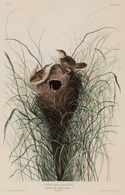 AUDUBON, John James (1785-1851) Nutall's Lesser-Marsh Wren (Plate CLXXV) Troglodytes Brevirostris