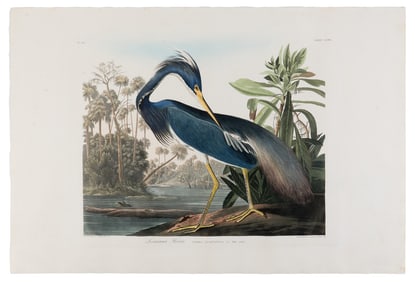 AUDUBON, John James (1785-1851) Louisiana Heron (Plate CCXVII) Ardea ludoviciana