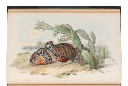 GOULD, John (1804-1881). A Monograph of the Odontophorinae, or Partridges of America. London:
