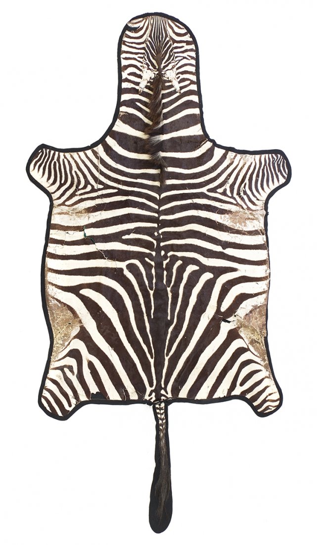A Taxidermy Zebra Rug, Length overall 110 3/4 x width a: A Taxidermy Zebra Rug, mounted on felt. Length overall 110 3/4 x width at widest 59 inches.