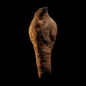 An Egyptian Mummified Falcon