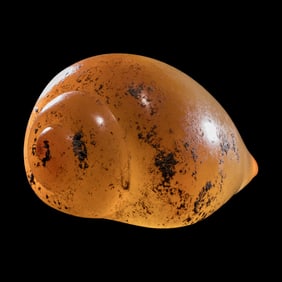 A Phoenician Agate or Carnelian Seashell