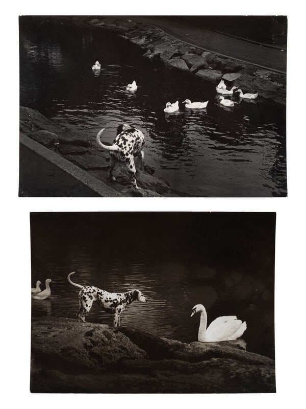 Esther Bubley (American, 1921–1998) A pair of works depicting a dalmation with a swan and duck: Esther Bubley (American, 1921–1998) A pair of works depicting a dalmation with a swan and ducks, 1958-65; printed ca. 1958-65 gelatin silver prints one stamped with artist's stamp, verso Largest