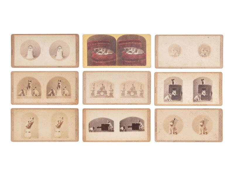 [EARLY PHOTOGRAPHY]. PAWS on parade! A collection of photographs featuring felines and canines.  (1 of 4)