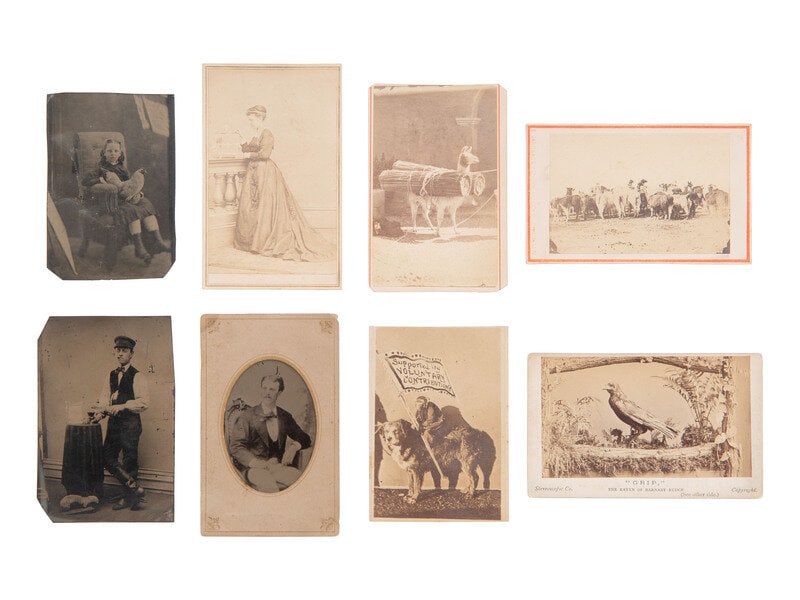 [EARLY PHOTOGRAPHY]. Assorted photographs of various animals incl. llamas, a weasel, a monkey, etc. (1 of 4)
