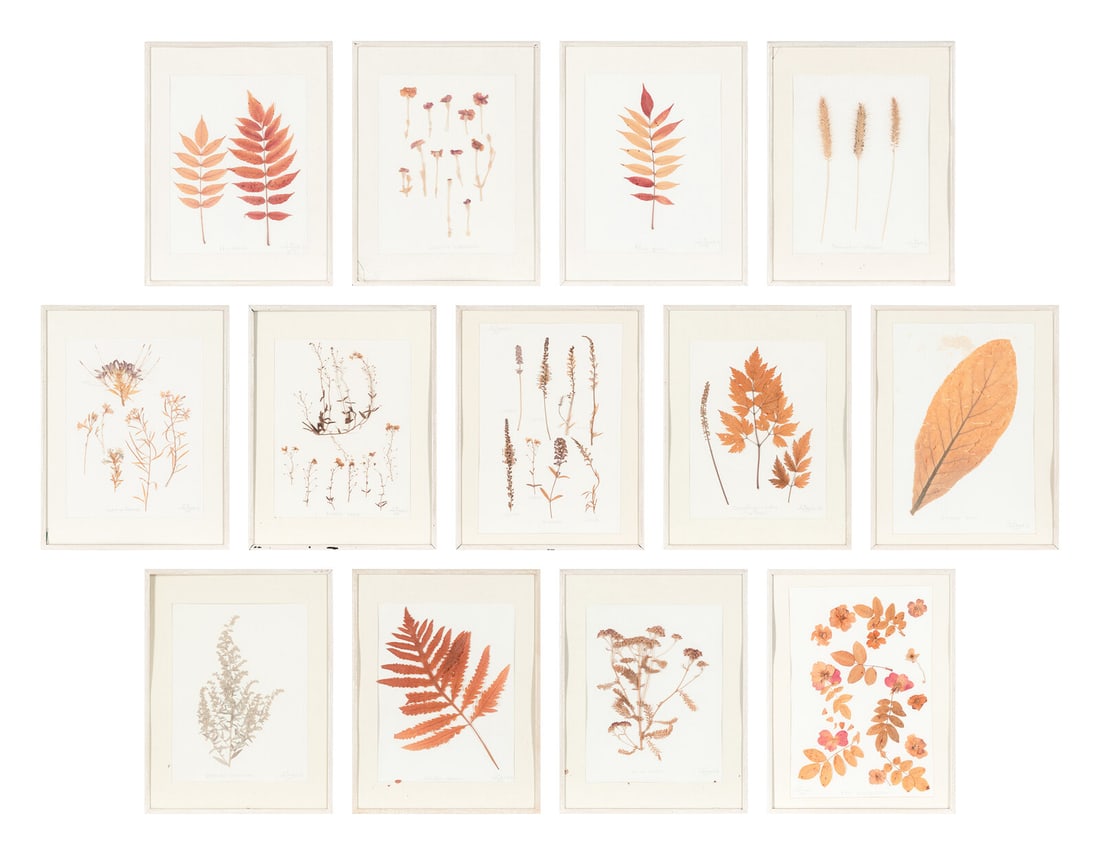 A Set of Thirteen Framed Botanical Specimens (1 of 17)