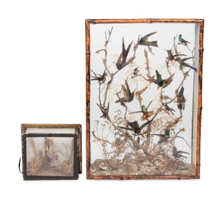 A Victorian Taxidermy Hummingbird Diorama