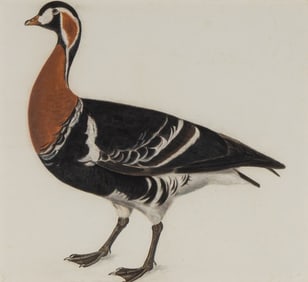 Prideaux John Selby (British, 1788-1867) Red Breasted Bernicle, ca. 1819-32