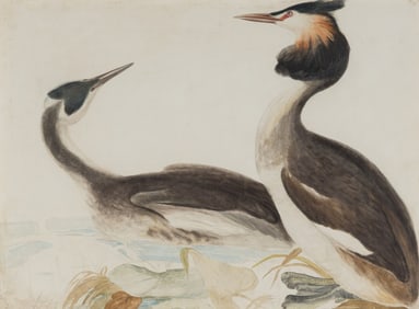 Prideaux John Selby (British, 1788-1867) Great Crested Grebe