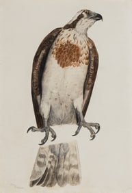 Prideaux John Selby (British, 1788-1867) Female Osprey, 1820