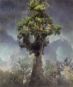 Kim Keever (American, b. 1955) Forest 80d, 2007