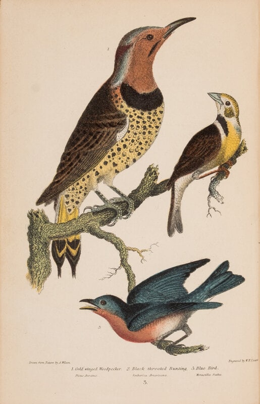 [Natural History] Wilson, Alexander and Charles Lucien Bonaparte. American Ornithology; or, The Natu (1 of 8)